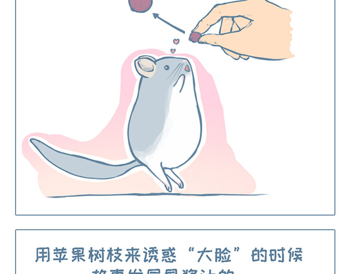 我家有只小龙猫 第2个小故事集合 第7页