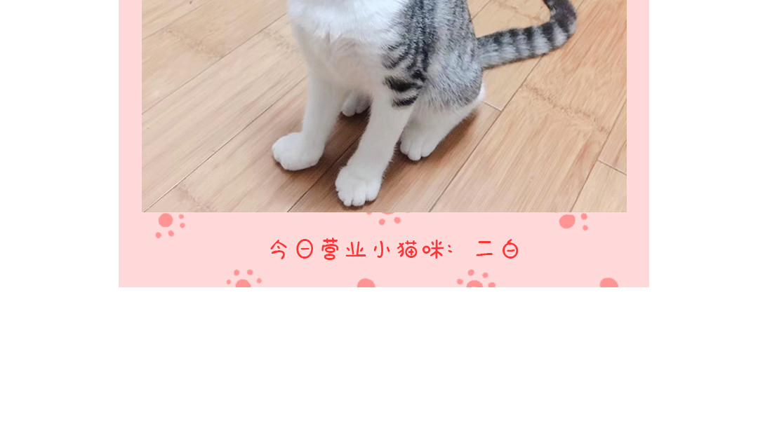 喵星球上班族 喵喵加班 第17页