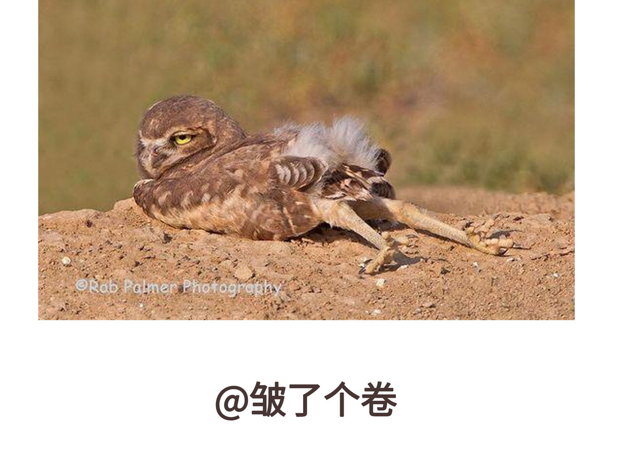 动物为什么这么可爱？ 今天不允许emo 第22页