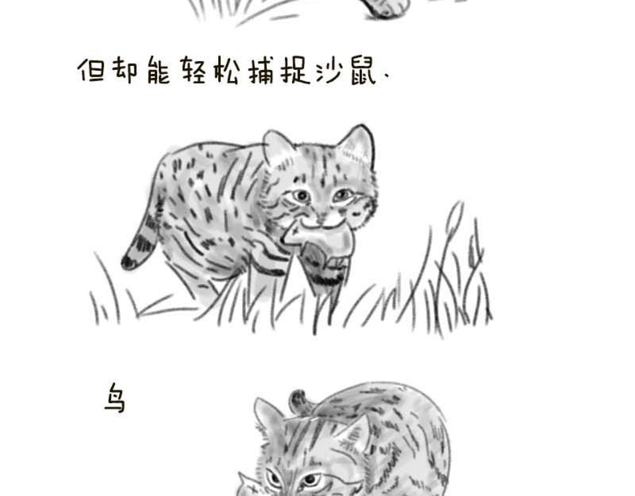 动物为什么这么可爱？ 第3页