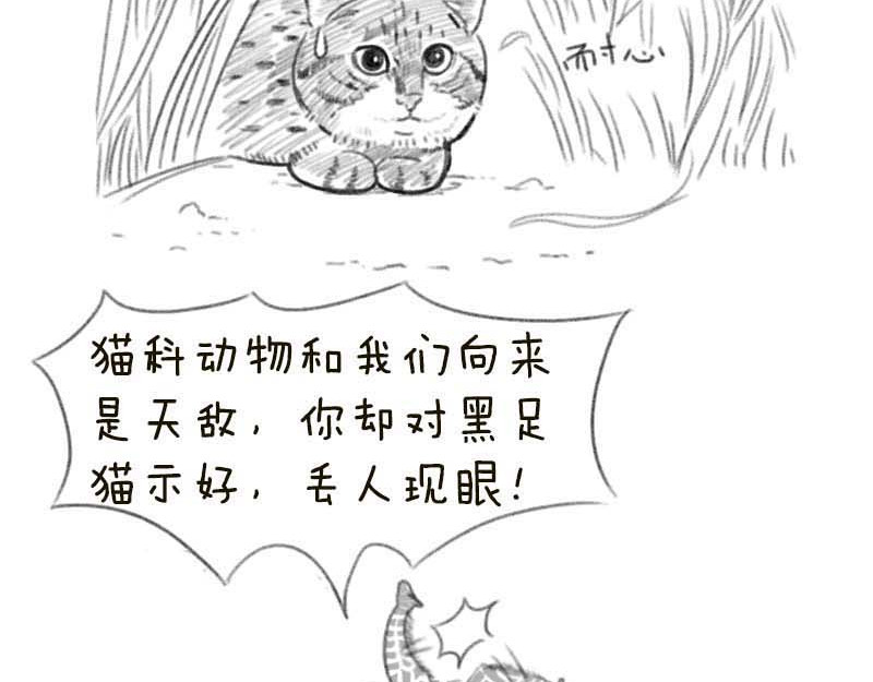 动物为什么这么可爱？ 世界上最致命的猫2 第2页
