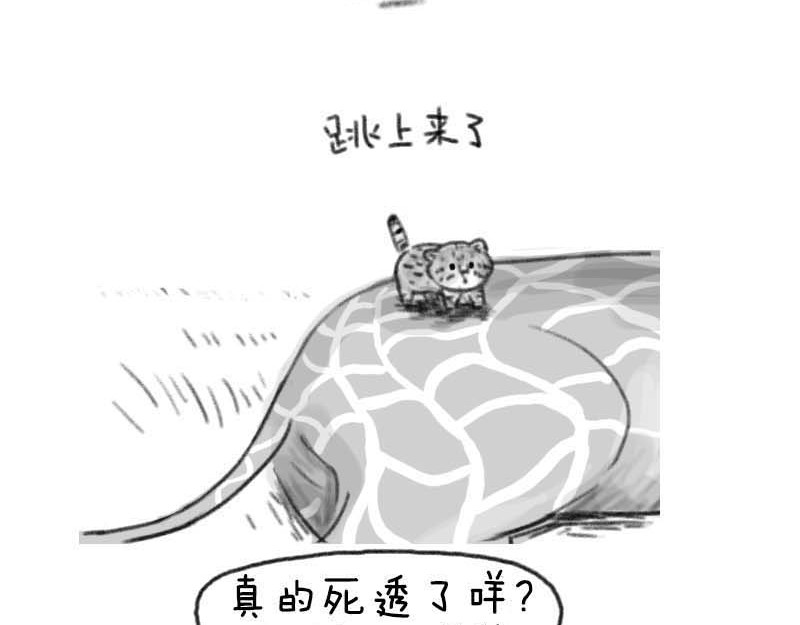 动物为什么这么可爱？ 世界上最致命的猫2 第11页