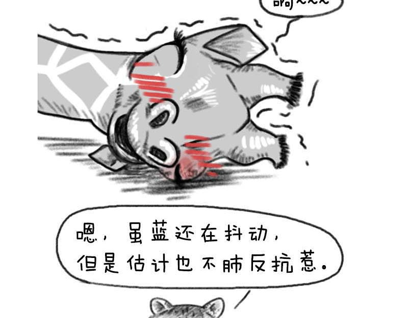 动物为什么这么可爱？ 世界上最致命的猫2 第13页