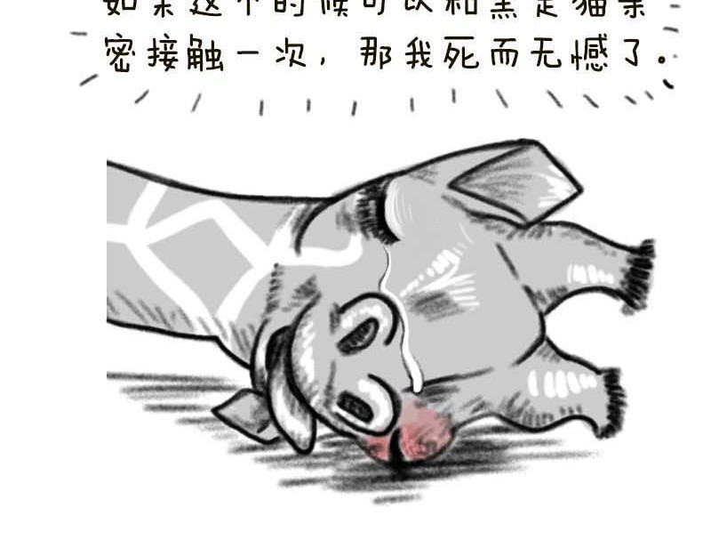 动物为什么这么可爱？ 世界上最致命的猫2 第6页