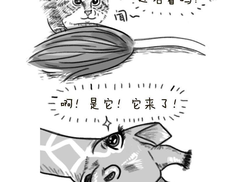 动物为什么这么可爱？ 世界上最致命的猫2 第9页