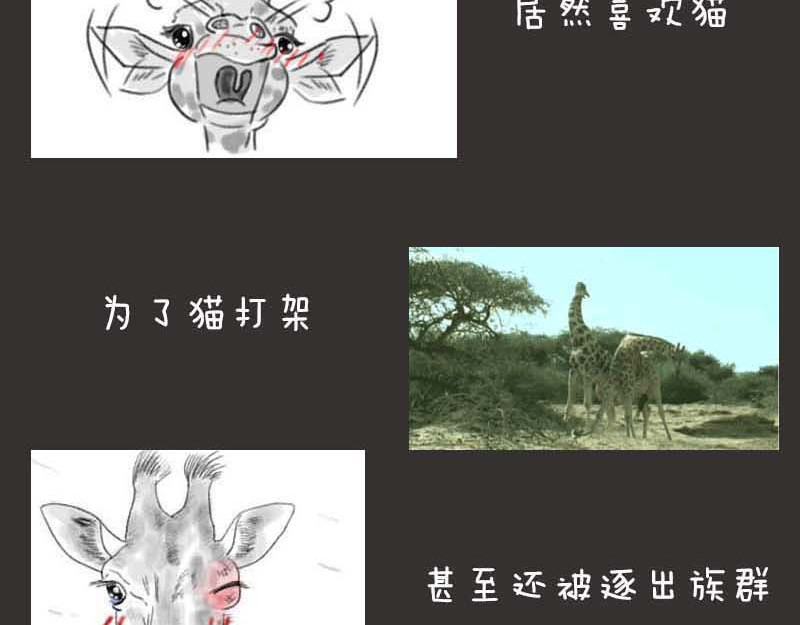 动物为什么这么可爱？ 世界上最致命的猫3 第13页