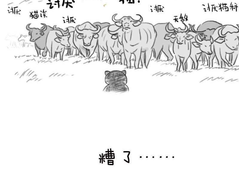动物为什么这么可爱？ 世界上最致命的猫3 第19页