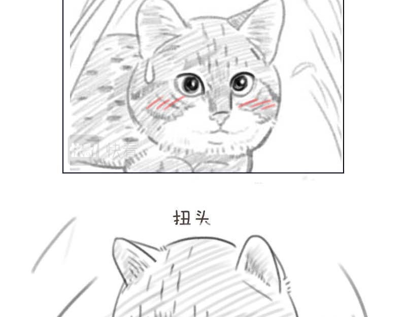 动物为什么这么可爱？ 世界上最致命的猫3 第10页